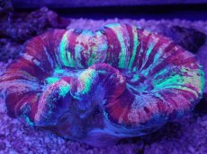 画像3: No.48 オオバナサンゴ　マルチカラー (3)