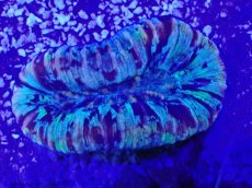 画像2: No.49 オオバナサンゴ　マルチカラー (2)