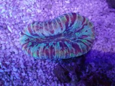 画像3: No.49 オオバナサンゴ　マルチカラー (3)