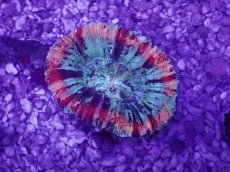 画像1: No.50 オオバナサンゴ　マルチカラー (1)