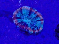 画像2: No.50 オオバナサンゴ　マルチカラー (2)