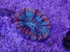 画像3: No.50 オオバナサンゴ　マルチカラー (3)