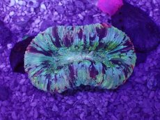 画像1: No.51 オオバナサンゴ　マルチカラー (1)