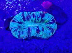 画像2: No.51 オオバナサンゴ　マルチカラー (2)