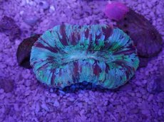 画像3: No.51 オオバナサンゴ　マルチカラー (3)