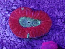 画像1: No.52 オオバナサンゴ　マルチカラー (1)