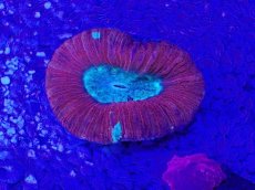 画像2: No.52 オオバナサンゴ　マルチカラー (2)