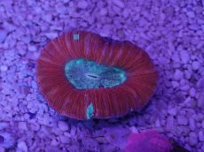 画像3: No.52 オオバナサンゴ　マルチカラー (3)