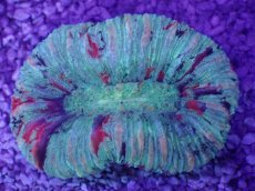 画像1: No.53 オオバナサンゴ　マルチカラー (1)