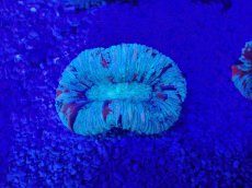 画像2: No.53 オオバナサンゴ　マルチカラー (2)