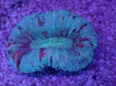 画像3: No.53 オオバナサンゴ　マルチカラー (3)