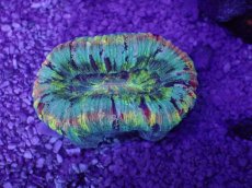 画像1: No.54 オオバナサンゴ　マルチカラー (1)