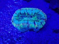 画像2: No.54 オオバナサンゴ　マルチカラー (2)