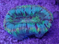 画像3: No.54 オオバナサンゴ　マルチカラー (3)