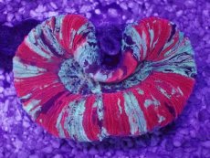 画像1: No.55 オオバナサンゴ　マルチカラー (1)