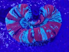 画像2: No.55 オオバナサンゴ　マルチカラー (2)