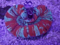 画像3: No.55 オオバナサンゴ　マルチカラー (3)