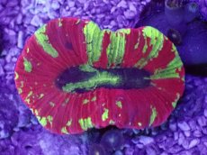 画像1: No.56 オオバナサンゴ　マルチカラー (1)