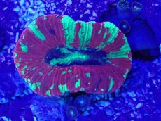 画像2: No.56 オオバナサンゴ　マルチカラー (2)