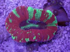 画像3: No.56 オオバナサンゴ　マルチカラー (3)