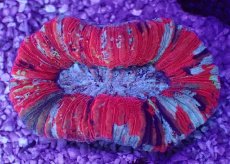 画像1: No.57 オオバナサンゴ　マルチカラー (1)