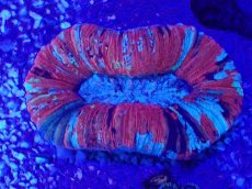 画像2: No.57 オオバナサンゴ　マルチカラー (2)