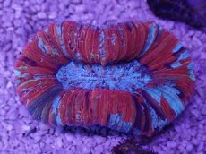 画像3: No.57 オオバナサンゴ　マルチカラー (3)