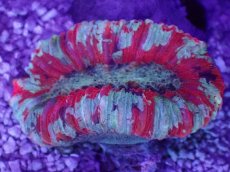 画像1: No.58 オオバナサンゴ　マルチカラー (1)