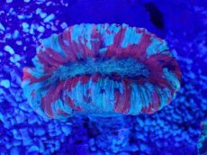 画像2: No.58 オオバナサンゴ　マルチカラー (2)