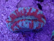 画像3: No.58 オオバナサンゴ　マルチカラー (3)