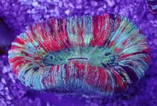 画像1: No.59 オオバナサンゴ　マルチカラー (1)