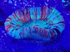 画像2: No.59 オオバナサンゴ　マルチカラー (2)