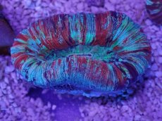 画像3: No.59 オオバナサンゴ　マルチカラー (3)