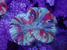 画像1: No.60 オオバナサンゴ　マルチカラー (1)