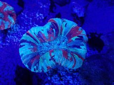 画像2: No.60 オオバナサンゴ　マルチカラー (2)