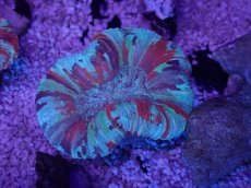 画像3: No.60 オオバナサンゴ　マルチカラー (3)