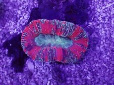 画像1: No.61 オオバナサンゴ　マルチカラー (1)