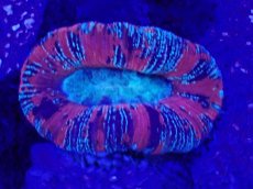 画像2: No.61 オオバナサンゴ　マルチカラー (2)