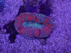 画像3: No.61 オオバナサンゴ　マルチカラー (3)