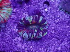 画像1: No.62 オオバナサンゴ　マルチカラー (1)