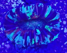 画像2: No.62 オオバナサンゴ　マルチカラー (2)