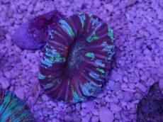 画像3: No.62 オオバナサンゴ　マルチカラー (3)