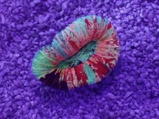 画像1: No.63 オオバナサンゴ　マルチカラー (1)