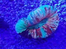 画像2: No.63 オオバナサンゴ　マルチカラー (2)