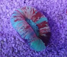 画像3: No.63 オオバナサンゴ　マルチカラー (3)