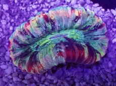 画像1: No.64 オオバナサンゴ　マルチカラー (1)