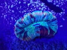 画像2: No.64 オオバナサンゴ　マルチカラー (2)