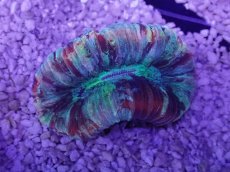 画像3: No.64 オオバナサンゴ　マルチカラー (3)