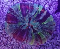 画像1: No.65 オオバナサンゴ　マルチカラー (1)