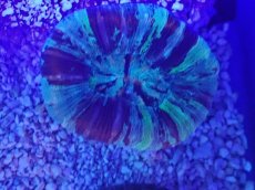 画像2: No.65 オオバナサンゴ　マルチカラー (2)